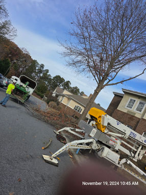 Professional arborist performing tree removal in Lexington, NC