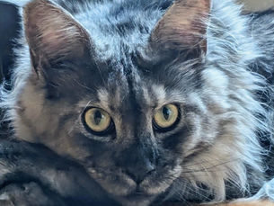 Maine Coon Kittens in Wisconsin, Minnesota & Illinois: The Gentle Giants of the Midwest