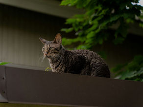 Loyalty and Adultery