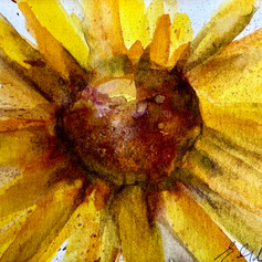 Summer Sunflower