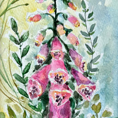 Foxglove