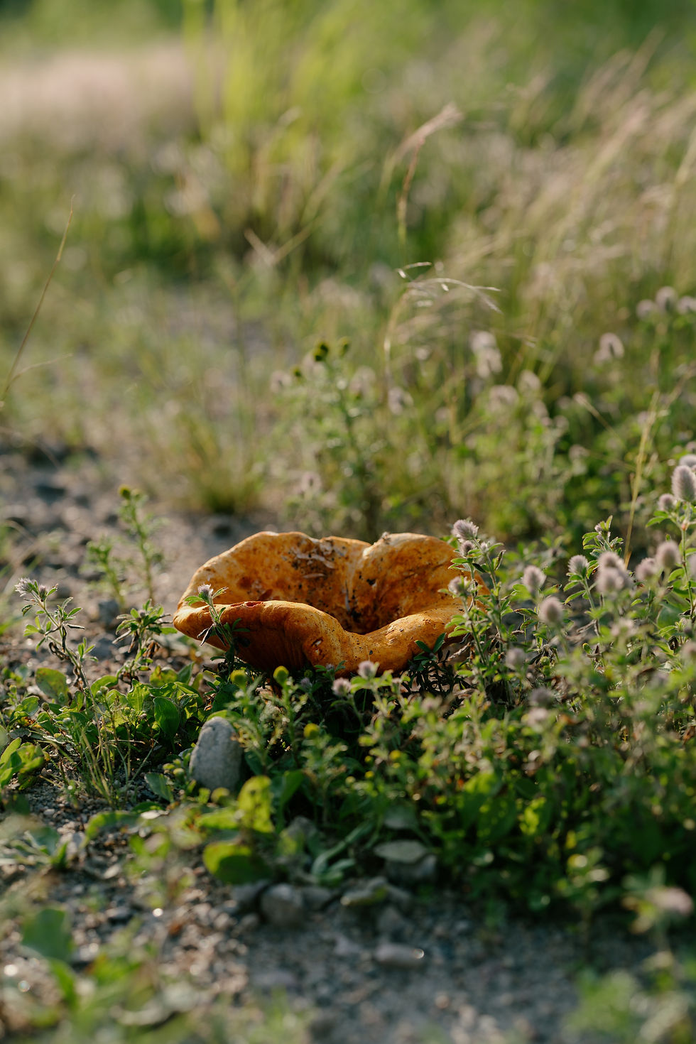 Cueillette de champignons