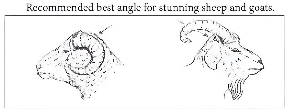 Optimal stunning positions for sheep and goats: Recommended angle for effective and humane application.