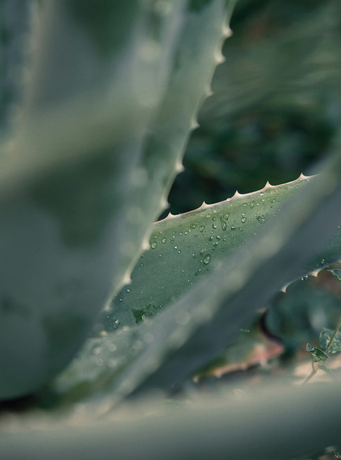 Aloe vera blade
