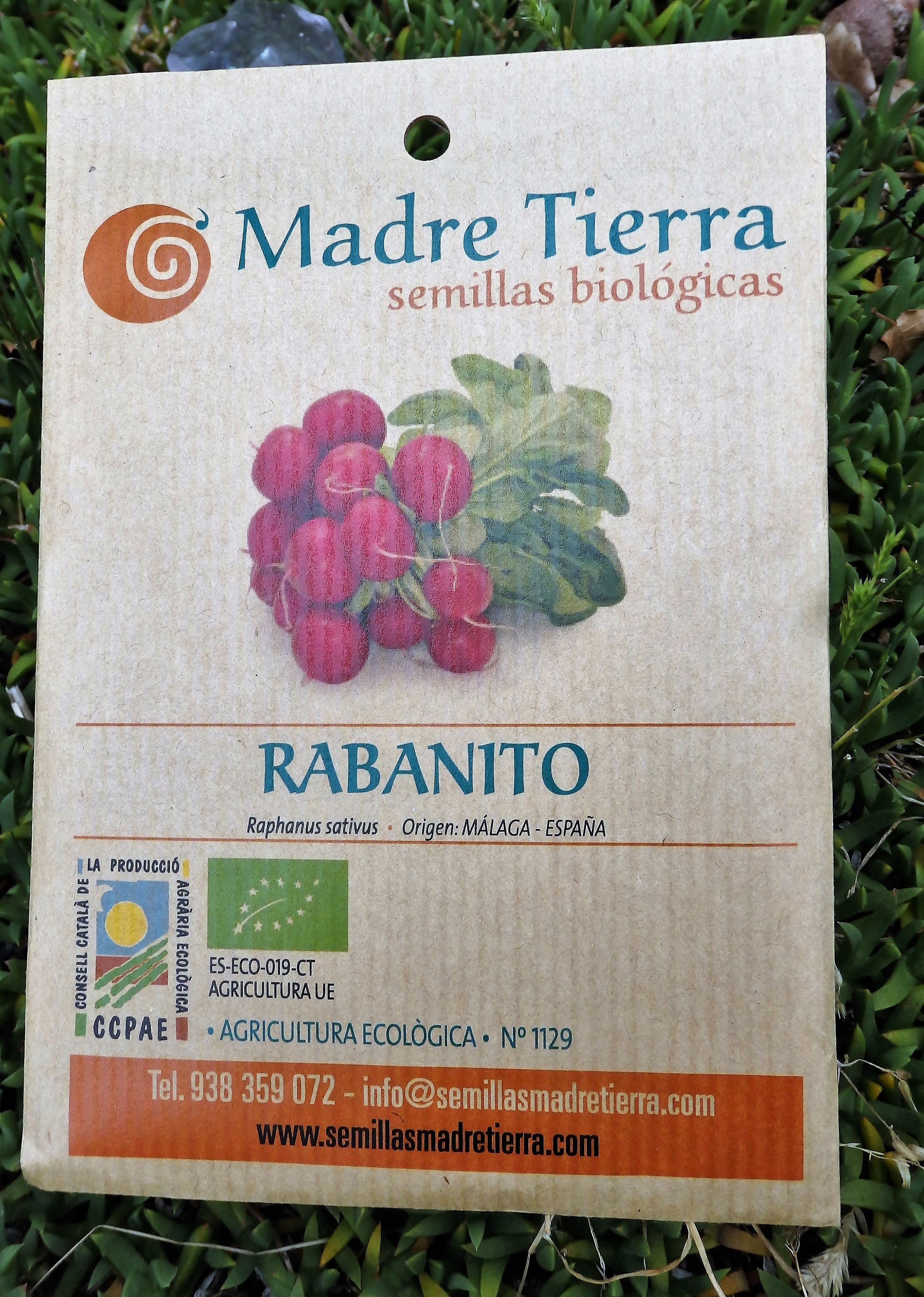 Rabanito