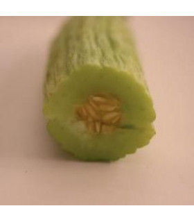 Miniatura: Alficoz (Cucumis Flexuosus)