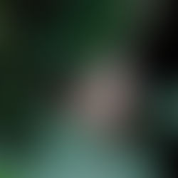 SOLEDAD INFAME x ENRIQUE NEGRETE