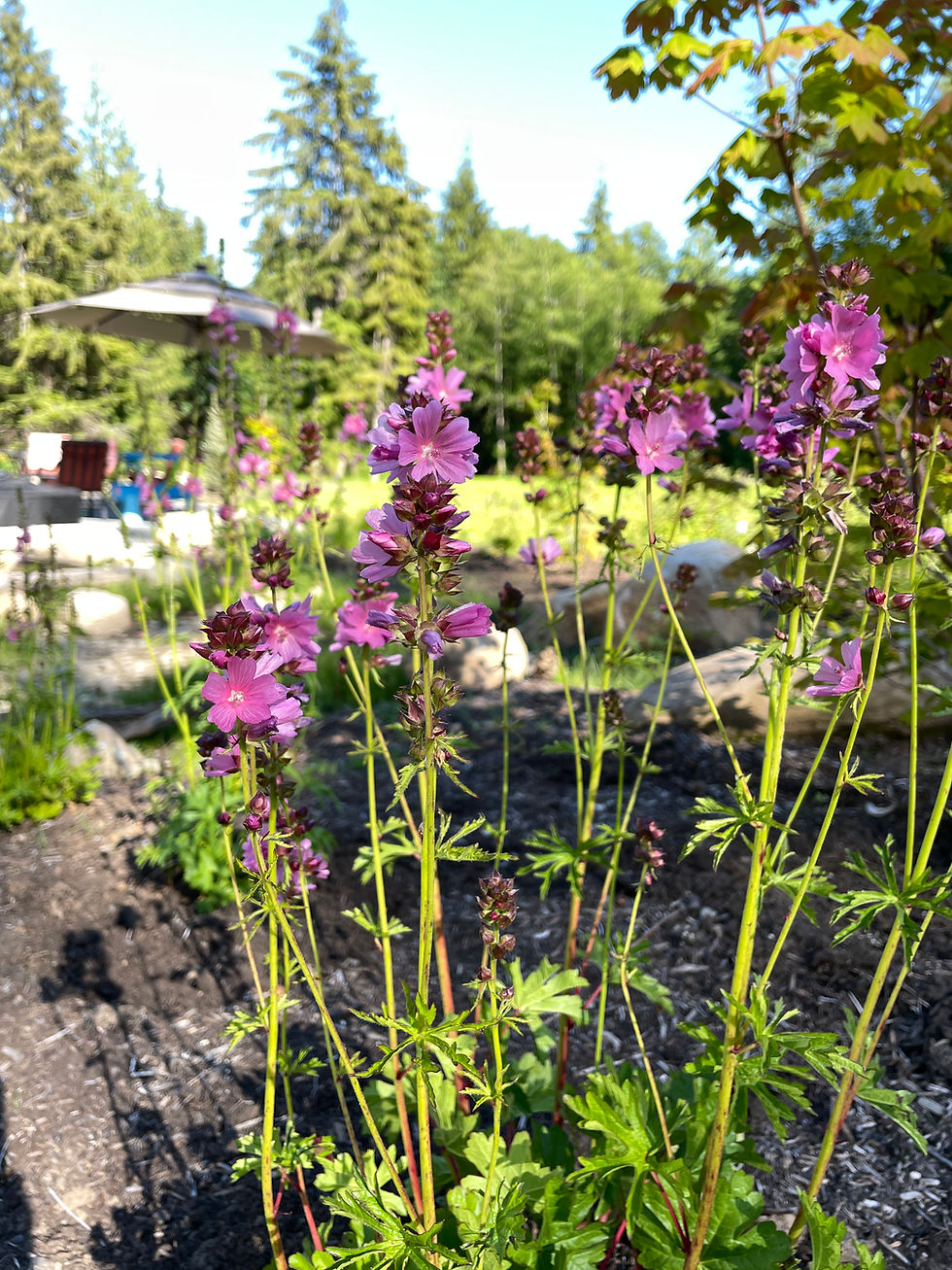 Henderson's Checkermallow
