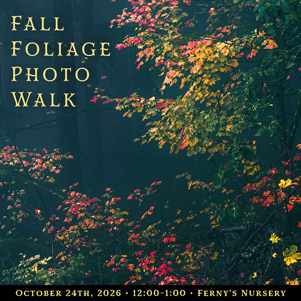 Fall Foliage Photo Walk