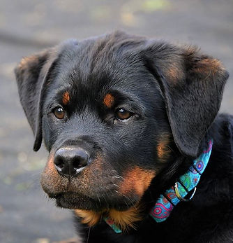 Emmy Lou 15 weeks old