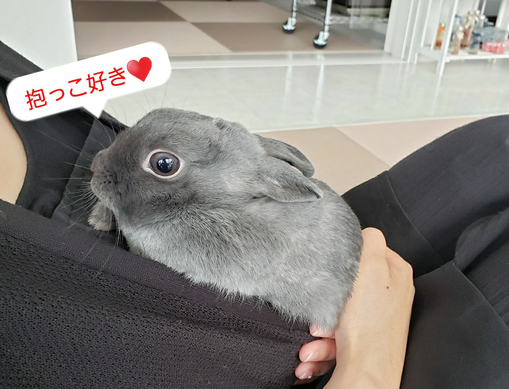 うさぎの躾について うさぎの躾について