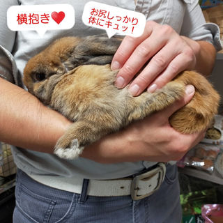 うさぎの抱き方について うさぎの抱き方について