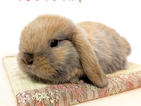 まだうさぎを飼っていないお客様へ