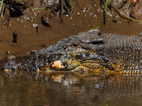 Conservation fight: 'Crocs are not demons'