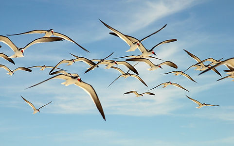 birds flying.jpg
