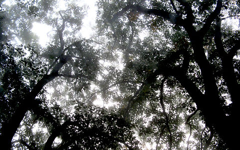 Foggy Trees.jpg