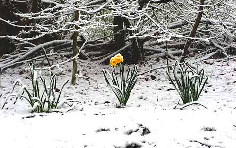 Daffodils in Snow.jpg