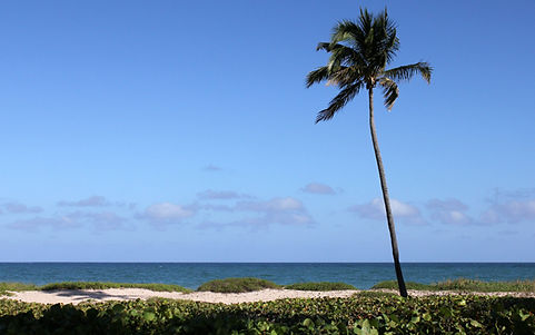 Florida Beach Palm.jpg