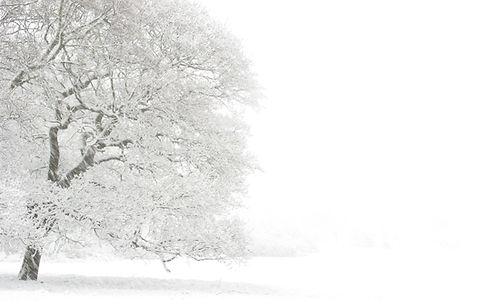 Snowy Oak Tree.jpg
