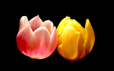 Two Tulips.jpg