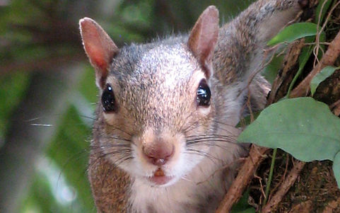 Squirrel.jpg