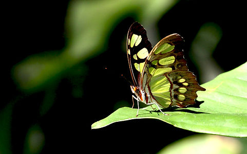 Butterfly.jpg