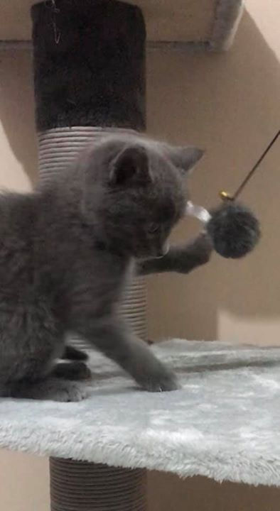 Thumbnail:  Siberian x Blue Russian Kittens