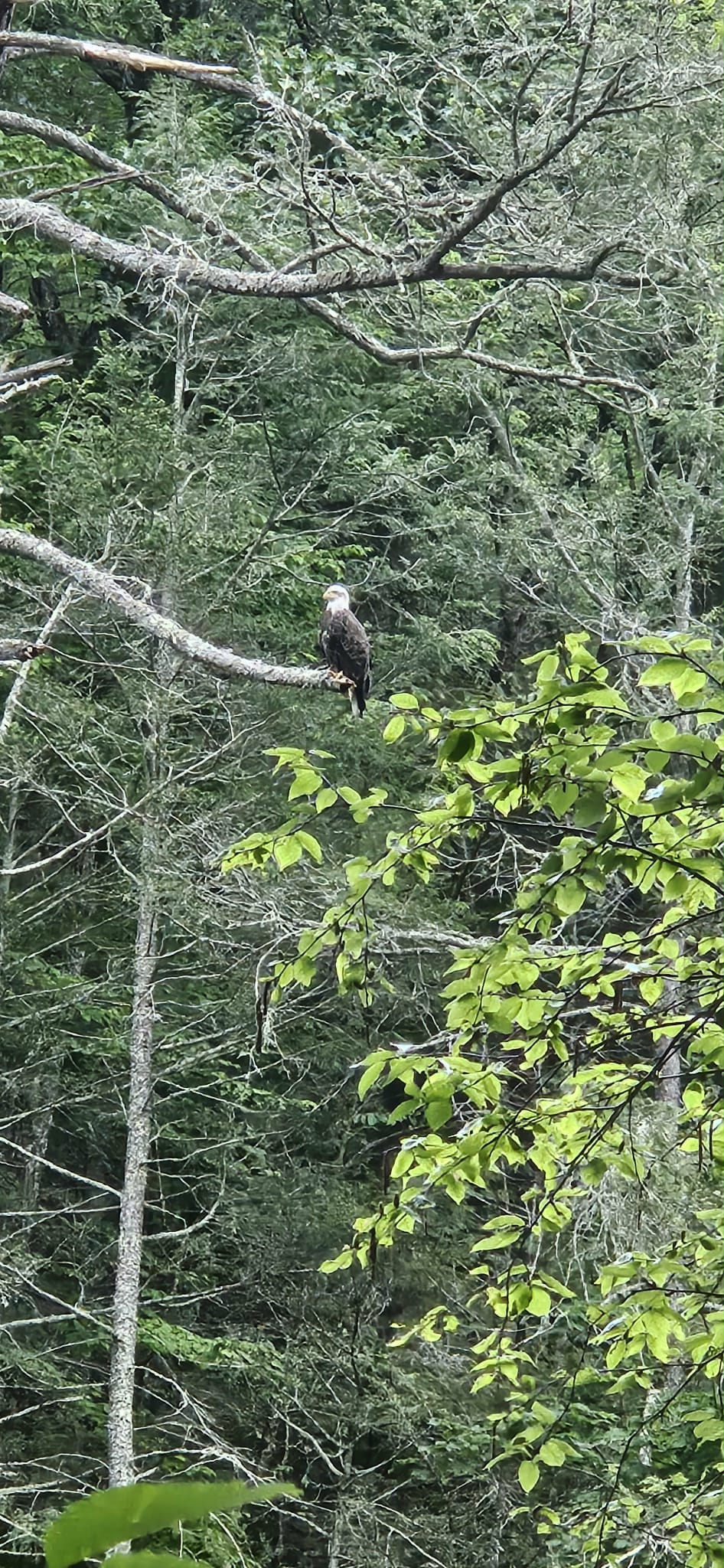 Alaskan eagle