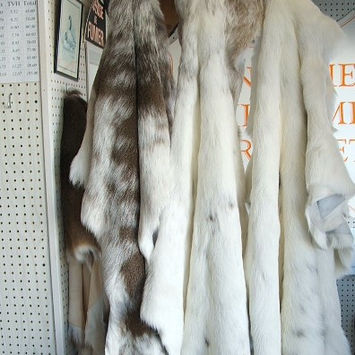 Peau chevreuil albino (2).JPG