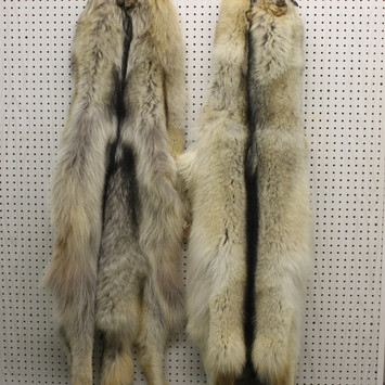 loup.JPG