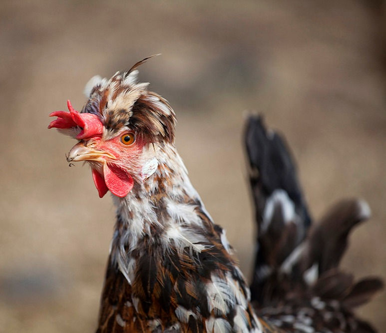 Icelandic Landrace Chicken