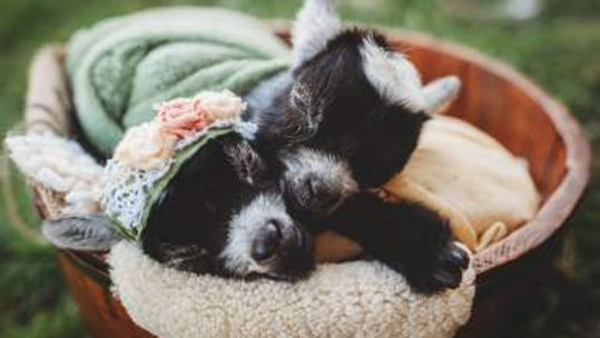 Baby Goat Snuggles