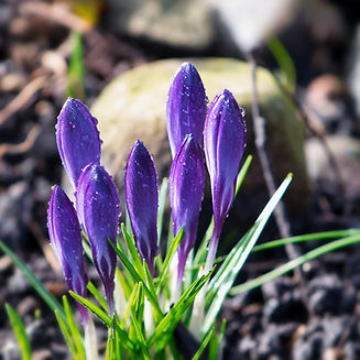 helgaka-crocus-7842789_1920.jpg