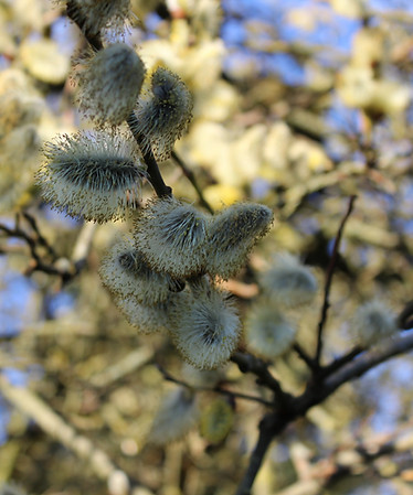 birgitw2-willow-catkins-1051008.jpg