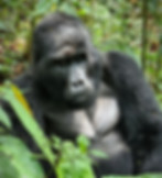 Gorilla Silverback in Bwindi