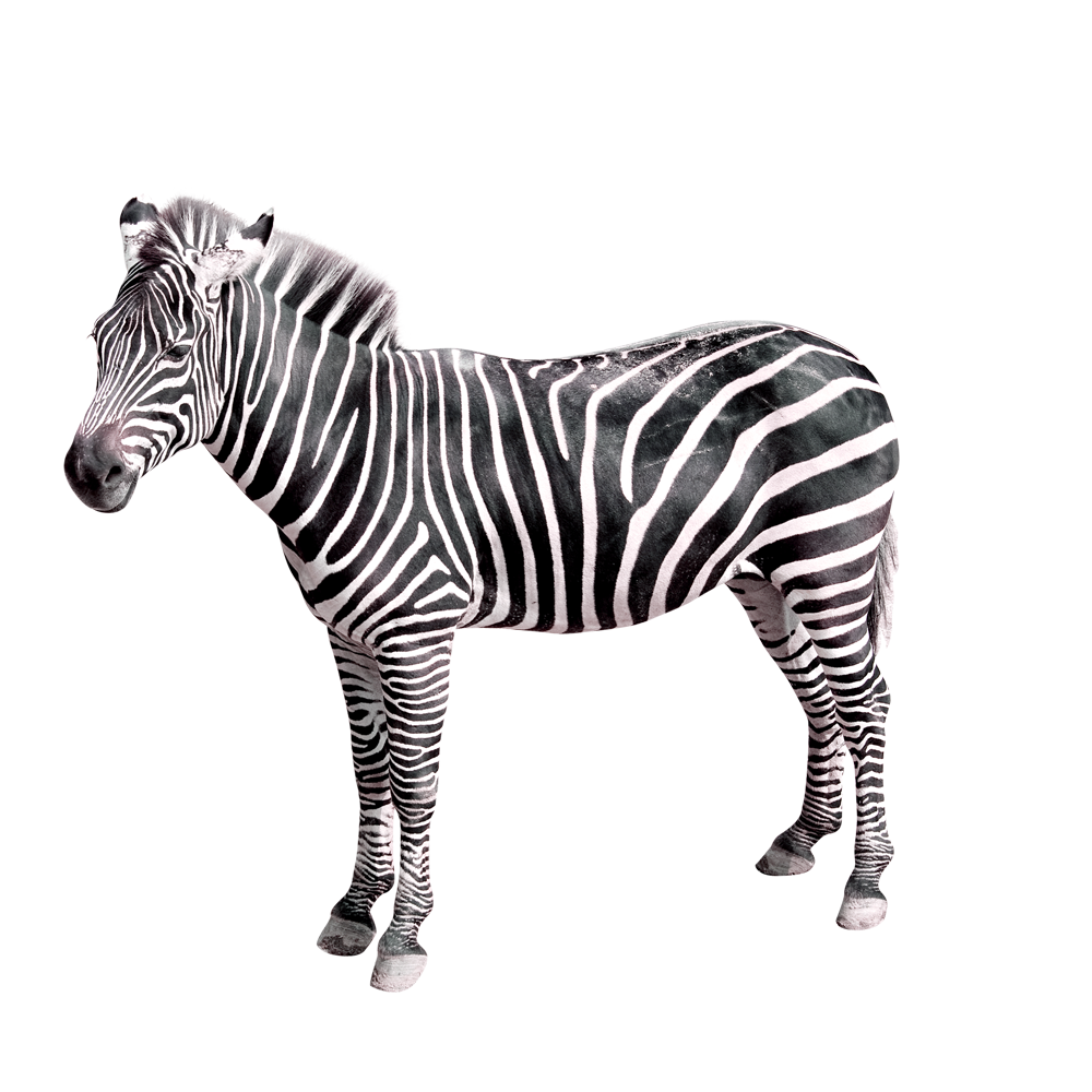 Cebra, uno de los animales más singulares y bellos