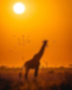 Giraffe in Murchison sunset backdrop
