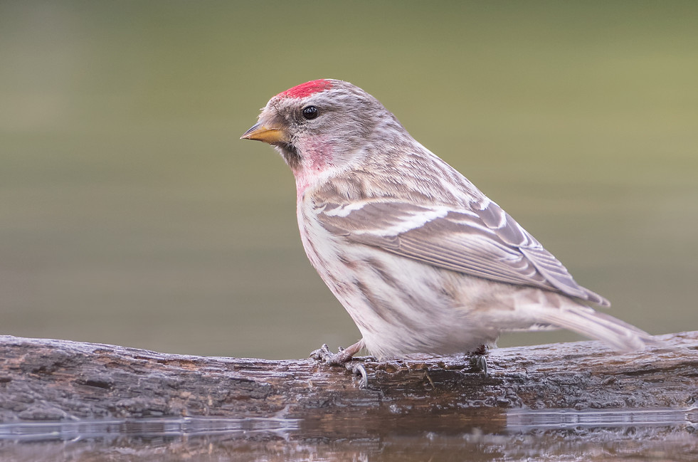 Grote barmsijs