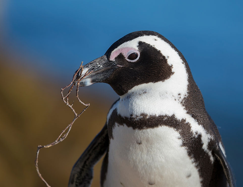 Zwartvoetpinguïn met nestmateriaal
