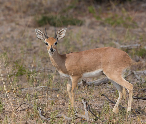 Steenbok man