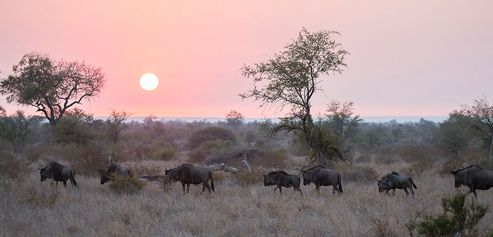 Gnoes lopen naar de zonsondergang in centraal Kruger NP