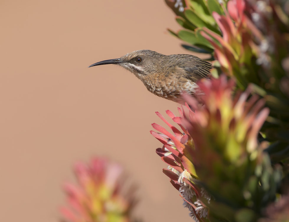 Kaapse suikervogel is niet nieuwsgierig