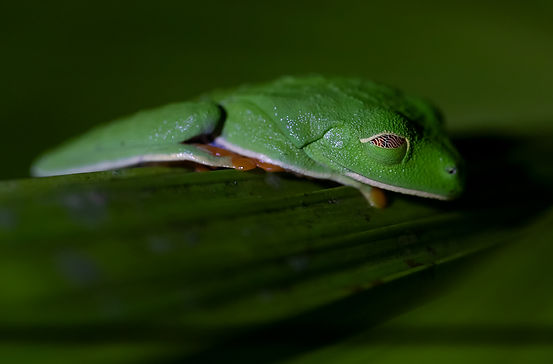 Red-eyed leaf frog