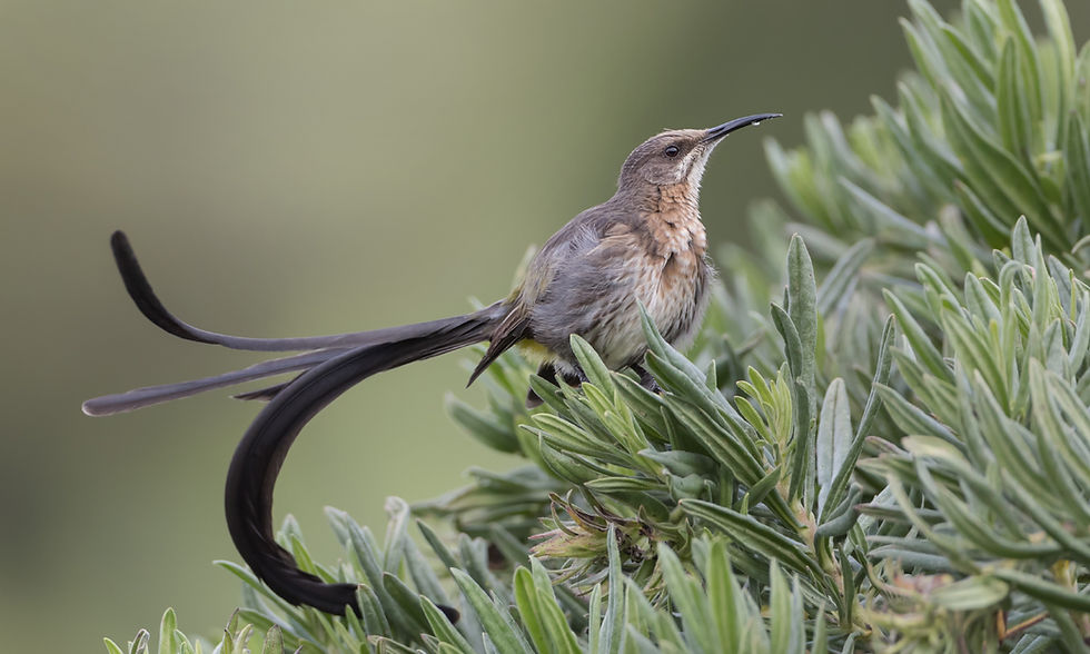 Kaapse suikervogel man met lang staart
