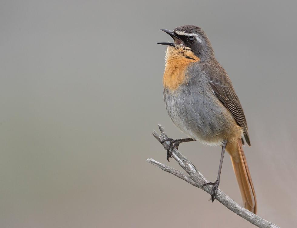 Kaapse lawaaimaker zingt het voorjaar toe
