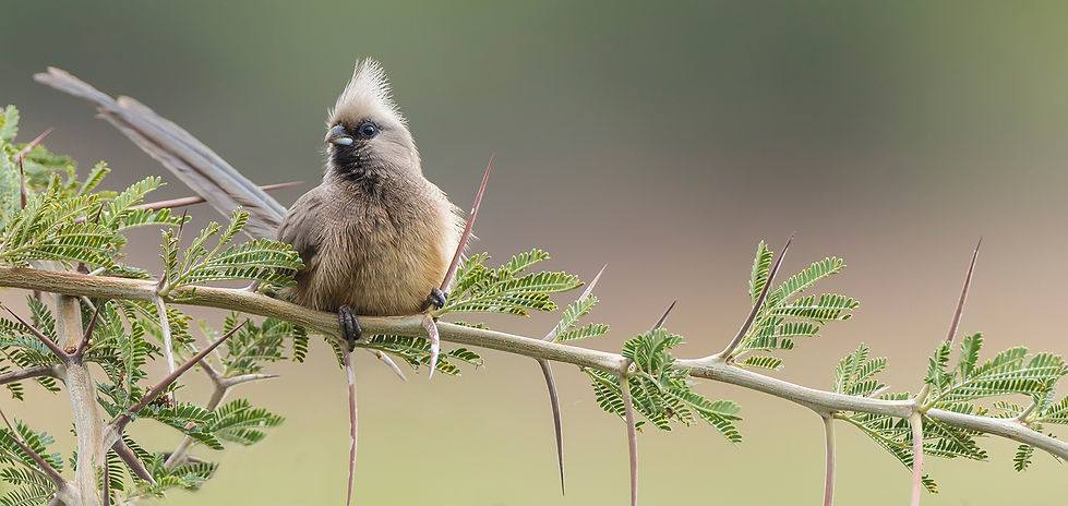Bruine muisvogel in netelige situatie