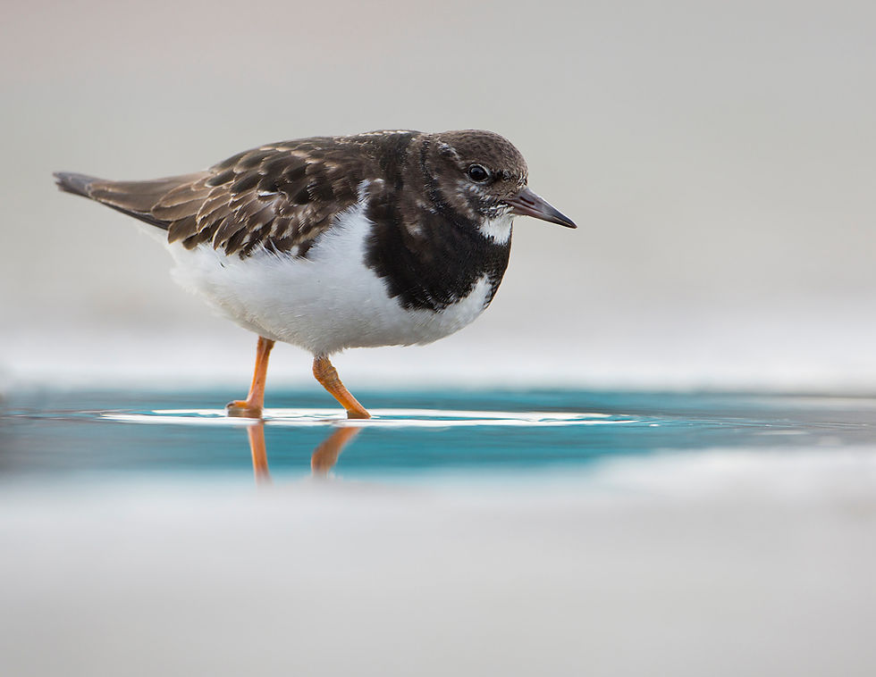 Steenloper (A. interpres)