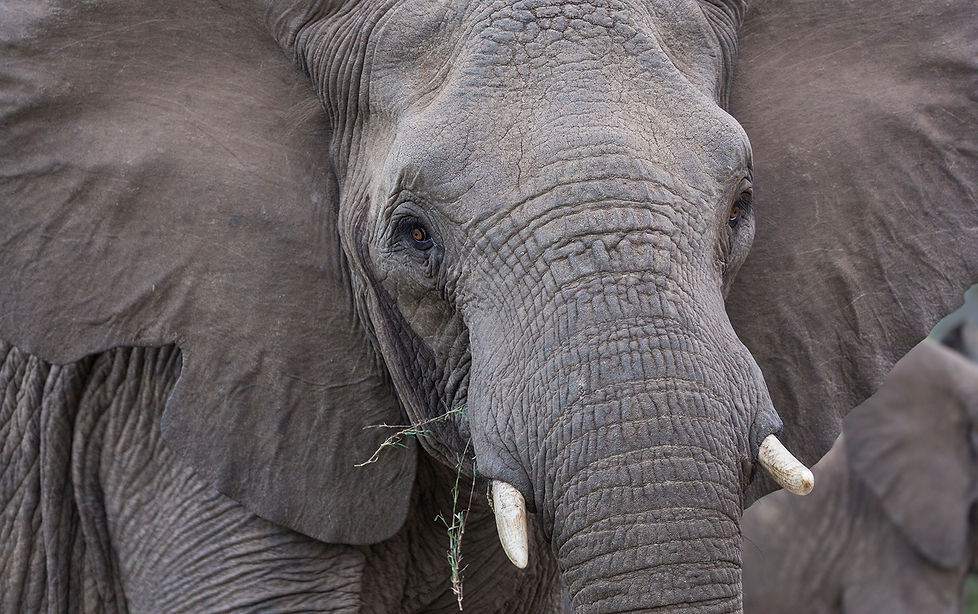 Olifant: matriarch