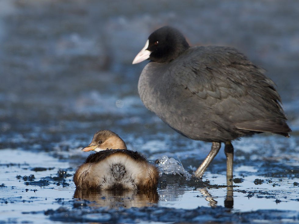 Meerkoet (F. atra)