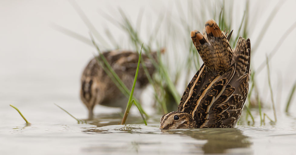 Watersnip zoekt dekking